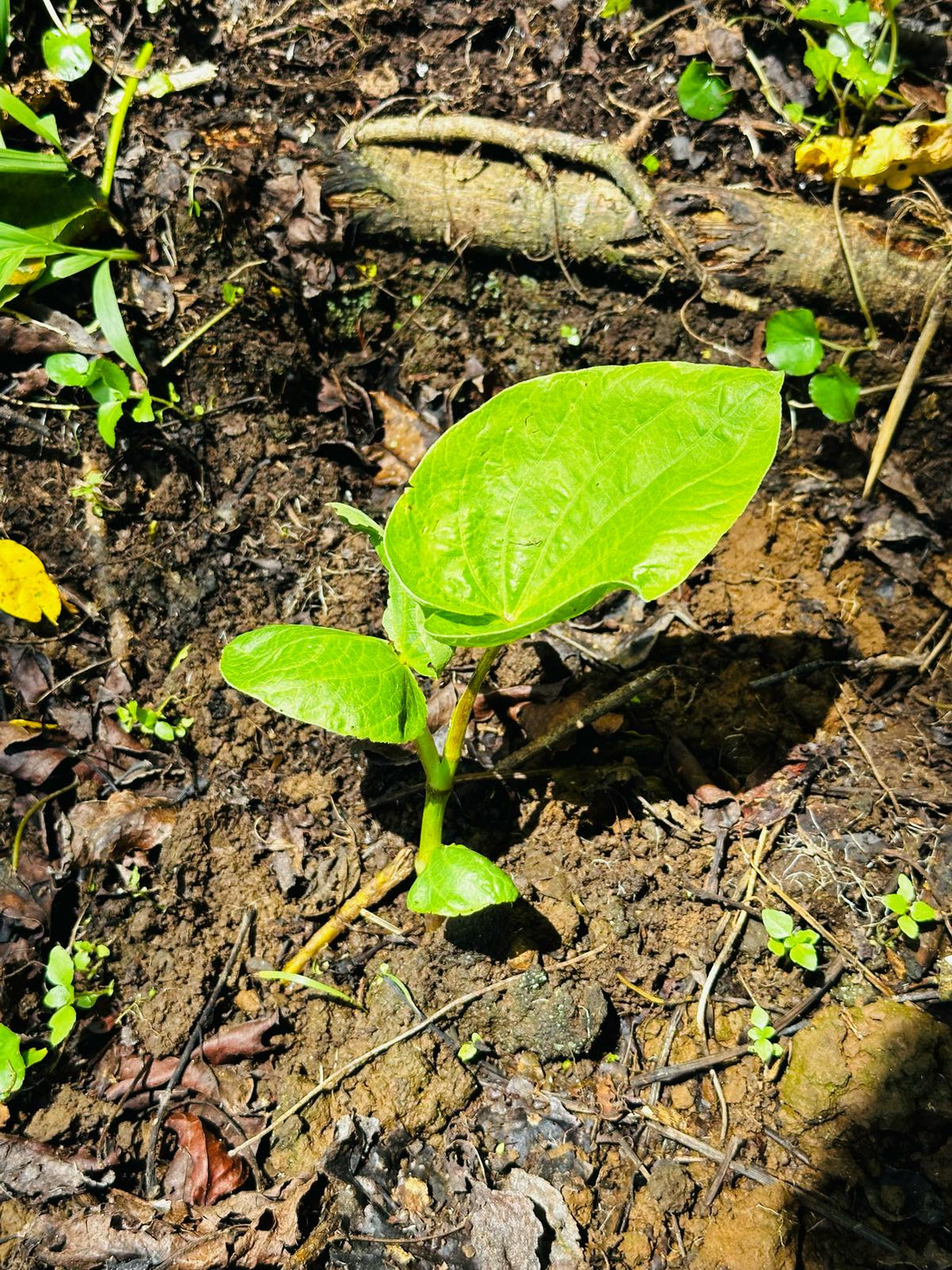 Noble vs. Non-Noble Kava: Why It Matters