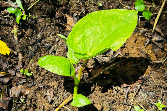 Noble vs. Non-Noble Kava: Why It Matters