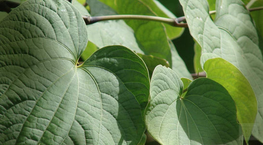 What does it mean to be Noble Kava?