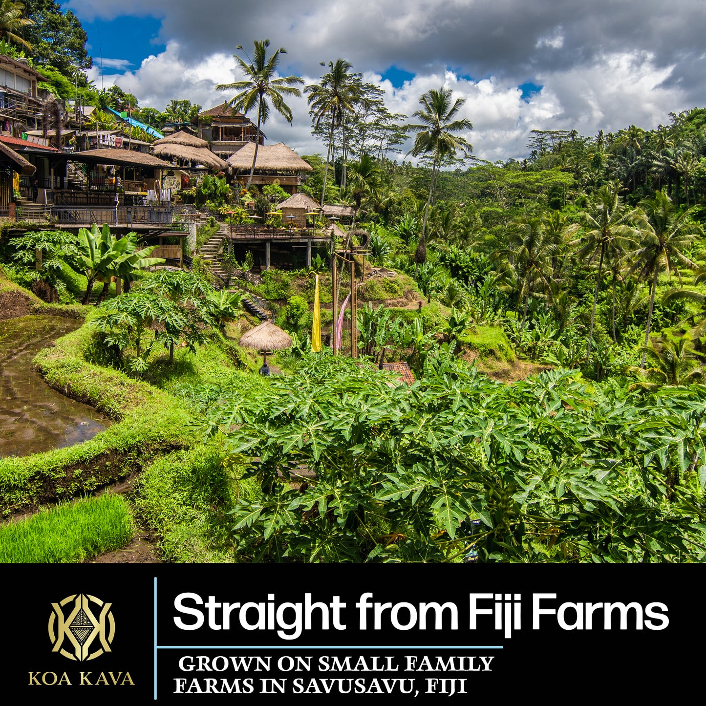 Lush greenery of a terraced farm in Savusavu, Fiji, showcasing the serene beauty of small-scale, sustainable agriculture with an emphasis on Koa Kava cultivation.